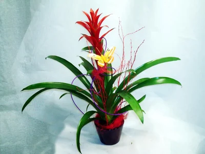 Guzmania