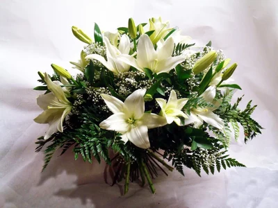 Lilium sorta