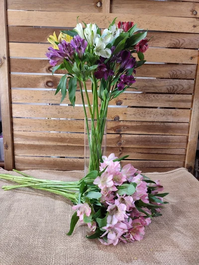 Alstroemeria