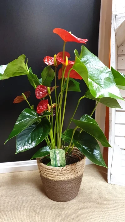 Anthurium