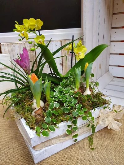 Centros de Plantas
