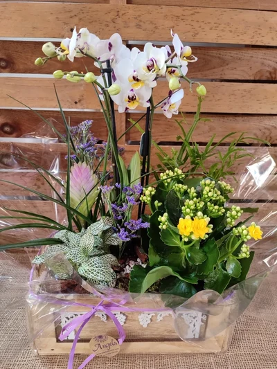 Caja con plantas variadas