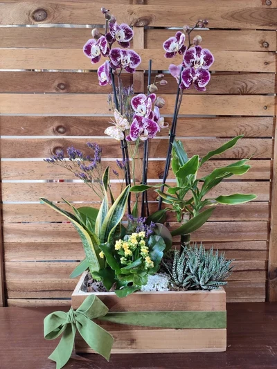 Caja de madera con plantas naturales