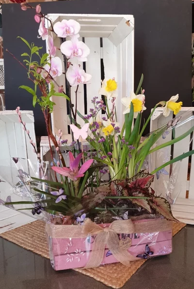 Caja de madera con Plantas