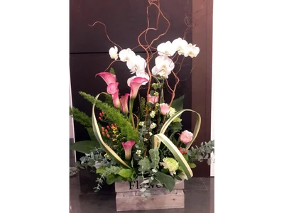 Caja de Planta Orquidea y Flores Naturales