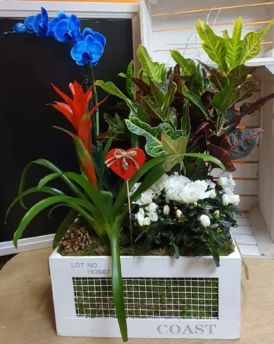 Caja de Plantas Naturales