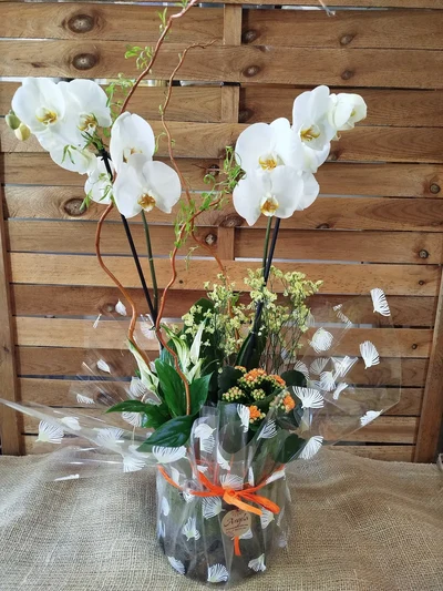 Centro de Orquidea y plantas en cristal