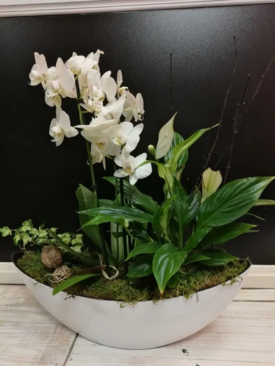 Centro góndola de plantas