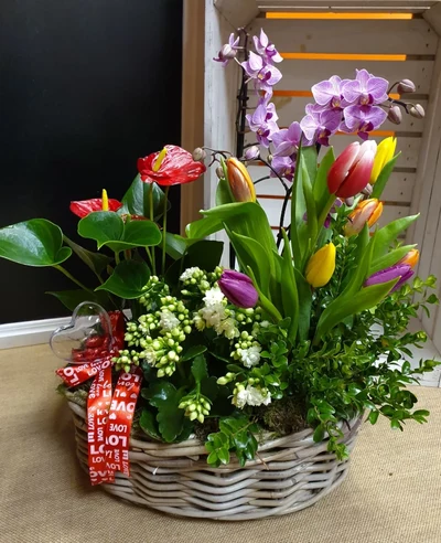 Centros de Plantas y Flores cortadas