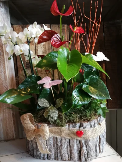 Cesto de Plantas