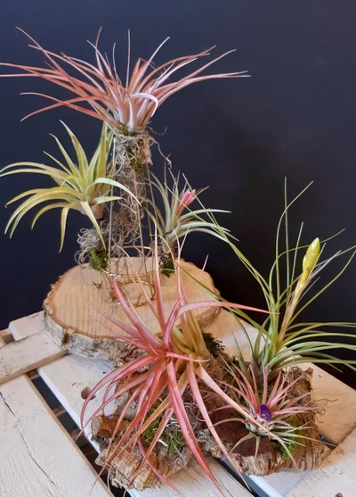 Composición de Tillandsias