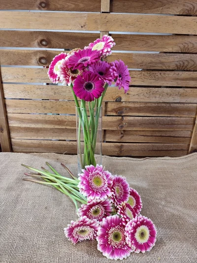Gerberas