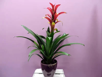 Guzmania