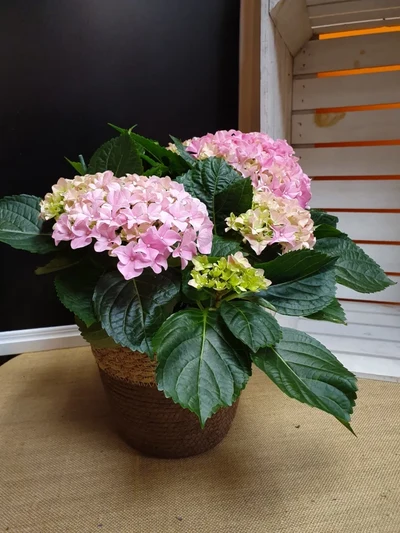 Hortensia