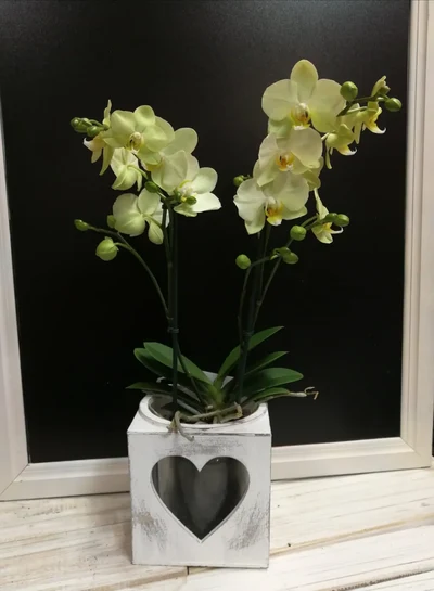 Macetero Corazón blanco con Orquidea