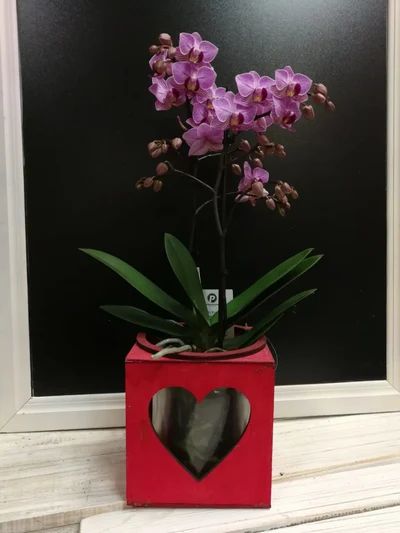 Macetero Corazón rojo con Orquidea
