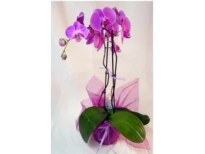 Orquidea Phalaenopsis 2 varas