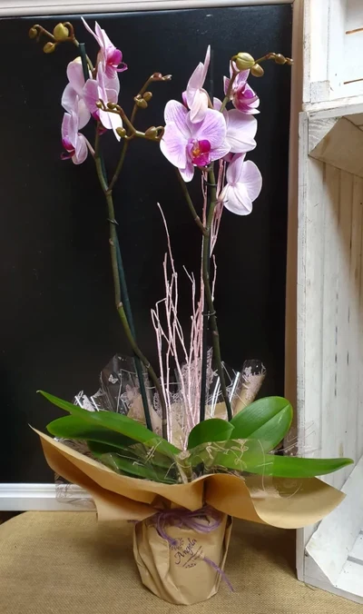 Orquidea phalenopsis