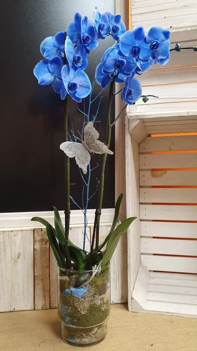 Orquidea phalenopsis azul en base de Cristal