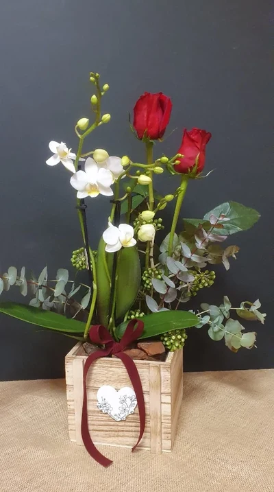 Planta de Orquidea con rosas