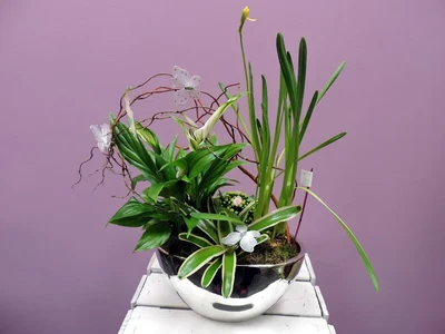 Plantas en Base de Metal