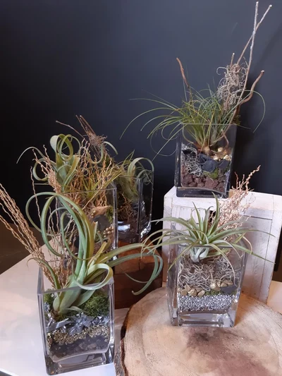 Tillandsia