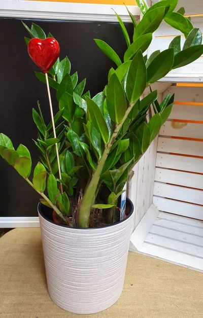 Zamioculcas