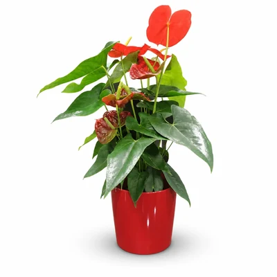 Anthurium Rojo