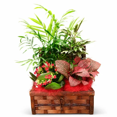 Cesta de Plantas