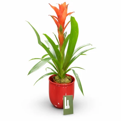Guzmania