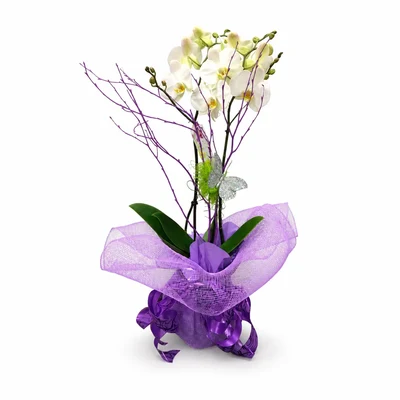 Orquidea Blanca
