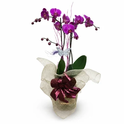 Orquidea Morada