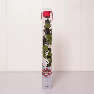 Rosa Eterna