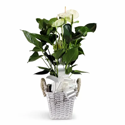 Anthurium Blanco