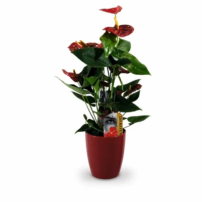 Anthurium Rojo