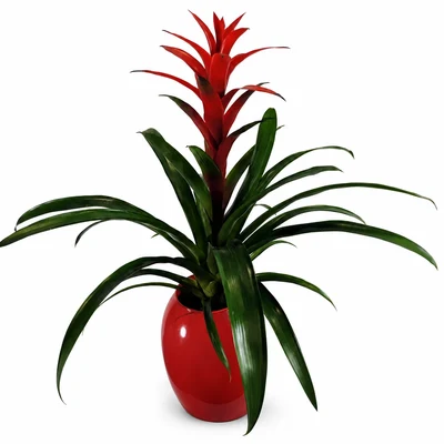 Guzmania