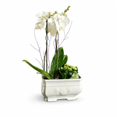 Maceta de cerámica con Orquidea y Kalanchoe