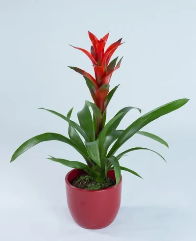 Guzmania