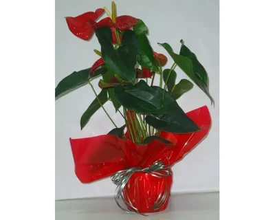 Anthurium Rojo