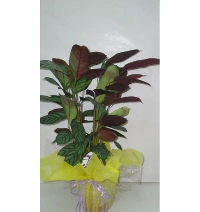 Calathea