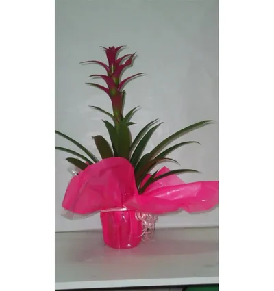 Guzmania