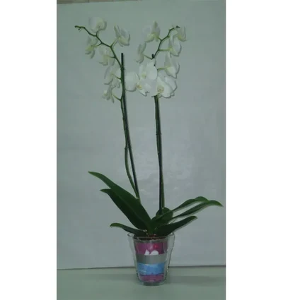 Orquidea Blanca con maceta cristal