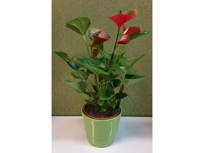 Anthurium Rojo