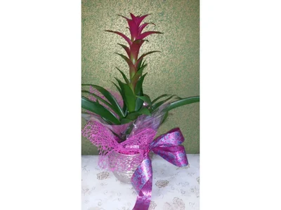 Bromelia