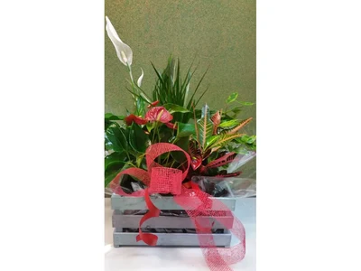 Centros de Plantas
