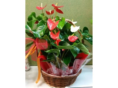 Cesta Tropical de Anthurium