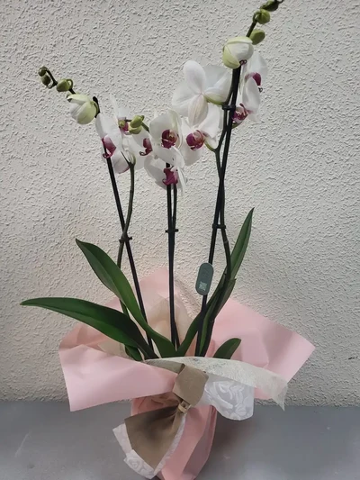 Orquidea