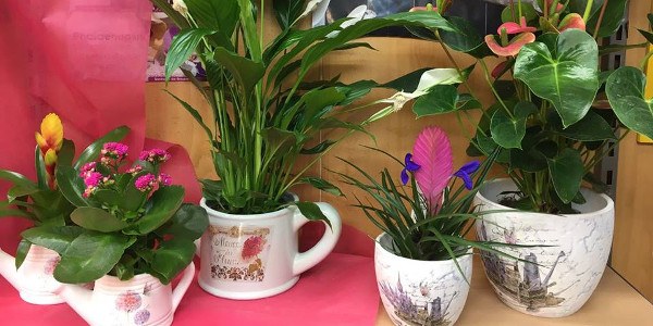 Cari Floristes