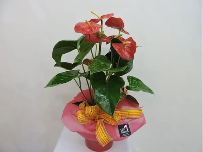 Anthurium