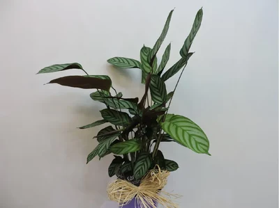 Calathea